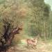 The Hunted Roe-Deer on the alert, Spring